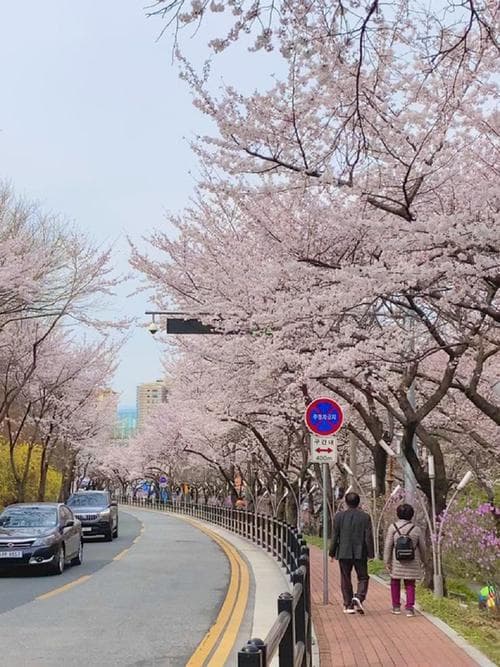 春季賞櫻限定行程:八公山櫻花隧道